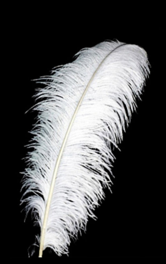 Real Ostrich Plume