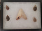 Arrowheads in Display Case
